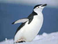 Пингвин Пингвинович, 18 января 1996, Нягань, id26760019
